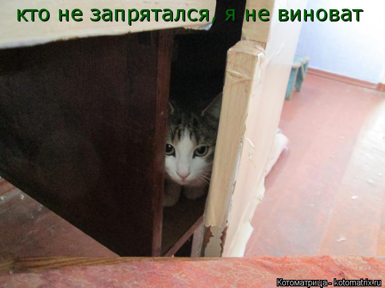 Котоматрица: кто не запрятался, я не виноват