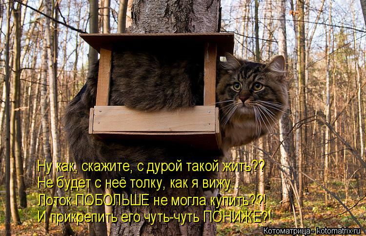 Котоматрица: Ну как, скажите, с дурой такой жить?? Не будет с неё толку, как я вижу... Лоток ПОБОЛЬШЕ не могла купить??! И прикрепить его чуть-чуть ПОНИЖЕ?!