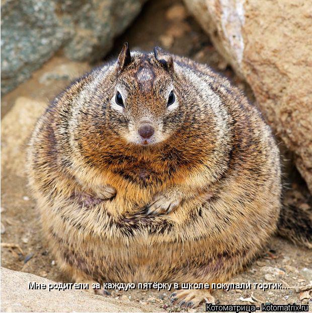 Котоматрица: Мне родители за каждую пятёрку в школе покупали тортик...
