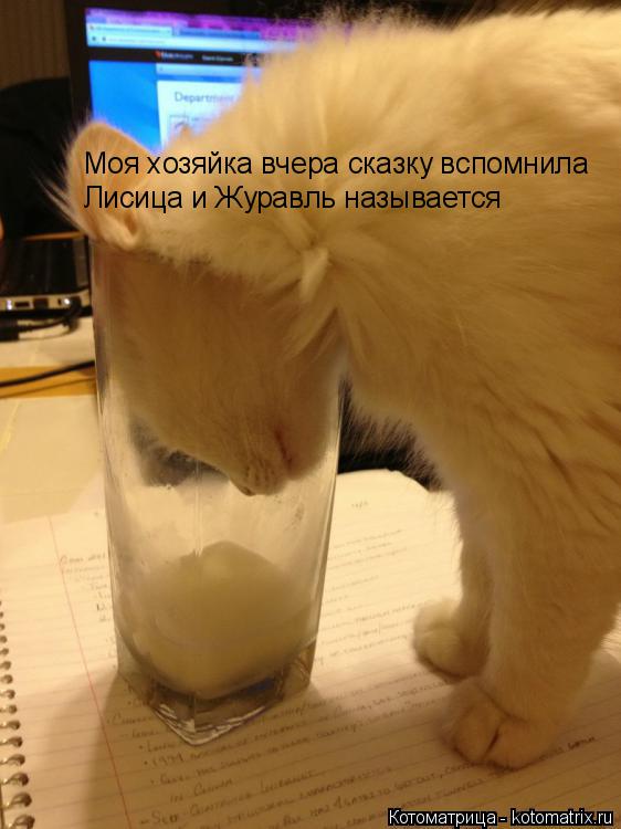 Котоматрица: Моя хозяйка вчера сказку вспомнила Лисица и Журавль называется