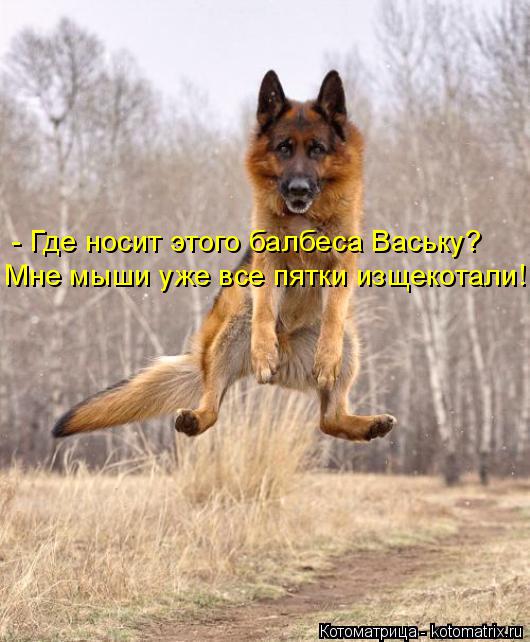 Котоматрица: - Где носит этого балбеса Ваську? Мне мыши уже все пятки изщекотали!