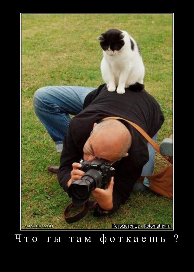 Котоматрица: Что ты там фоткаешь ? 