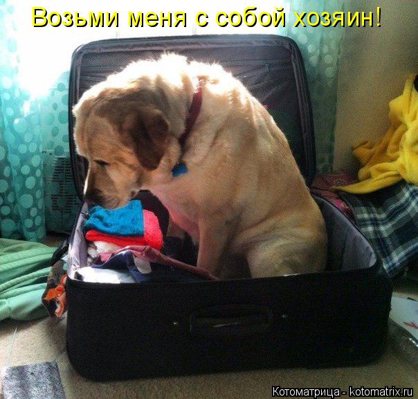 Котоматрица: Возьми меня с собой хозяин!