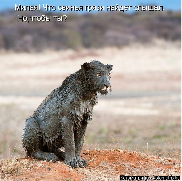 Котоматрица: Милая! Что свинья грязи найдет слышал. Но,чтобы ты?