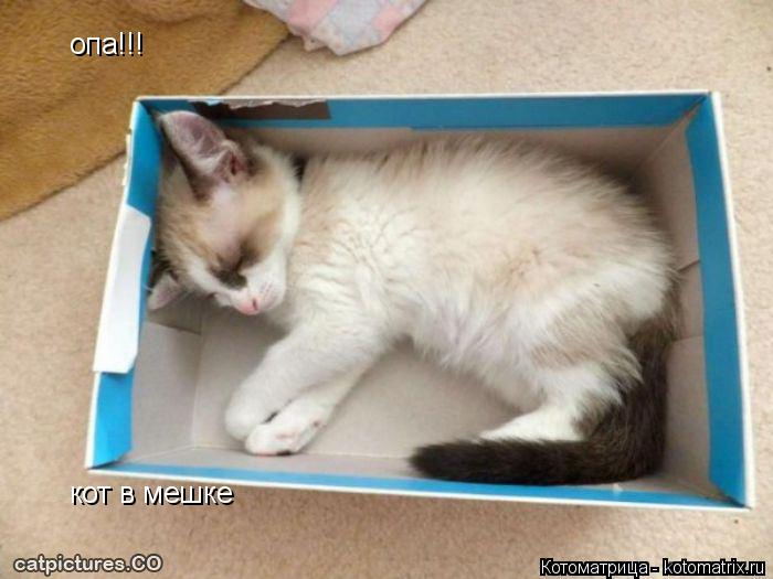 Котоматрица: опа!!! кот в мешке