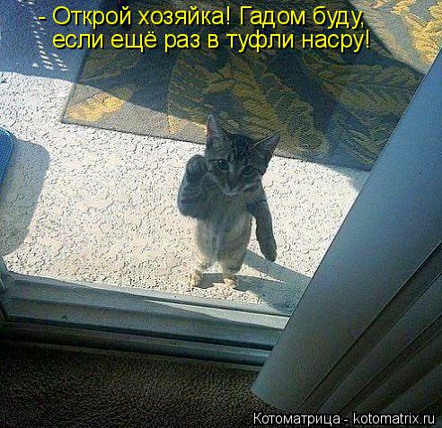 Котоматрица: если ещё раз в туфли насру! - Открой хозяйка! Гадом буду,