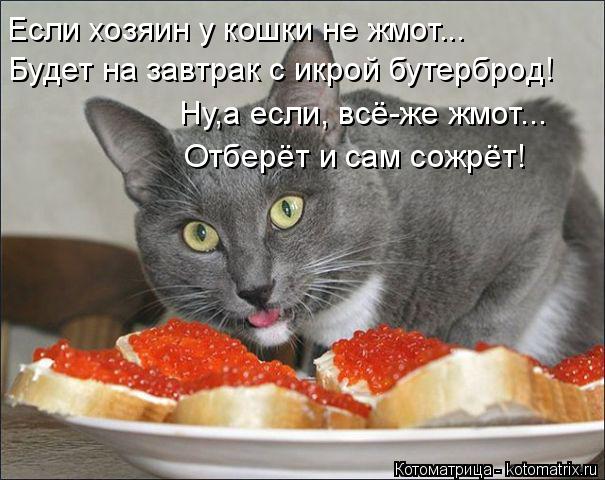 Если хозяин у кошки не жмот... Будет на завтрак с икрой бутерброд! Ну,а если, всё-же жмот... Отберёт ... Котоматрица: Если хозяин у кошки не жмот... Будет на завтрак с икрой бутерброд! Ну,а если, всё-же жмот... Отберёт и сам сожрёт!