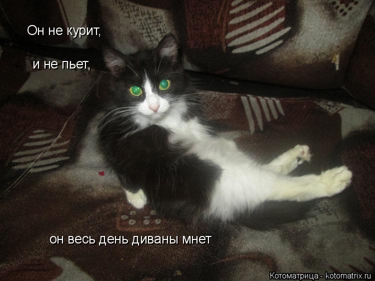 Котоматрица: и не пьет, Он не курит, он весь день диваны мнет