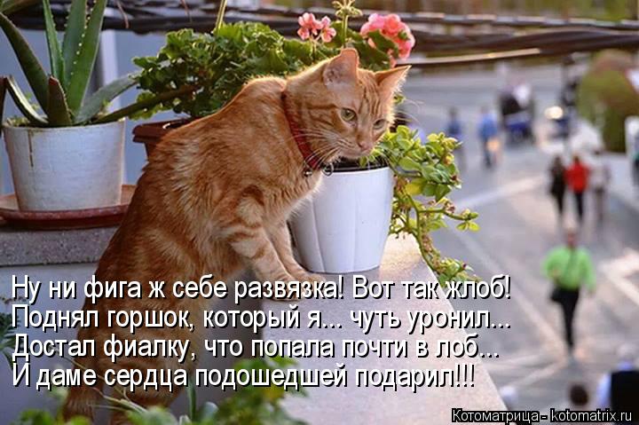 Котоматрица: Ну ни фига ж себе развязка! Вот так жлоб! Поднял горшок, который я... чуть уронил... Достал фиалку, что попала почти в лоб... И даме сердца подоше