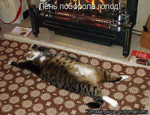 Котоматрица: Лень поборола голод!