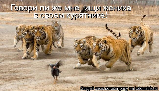 Котоматрица: Говори ли же мне, ищи жениха в своем курятнике!