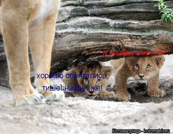 Котоматрица: хорошо спрятались... а почему вместе?.. тише! найдут же!