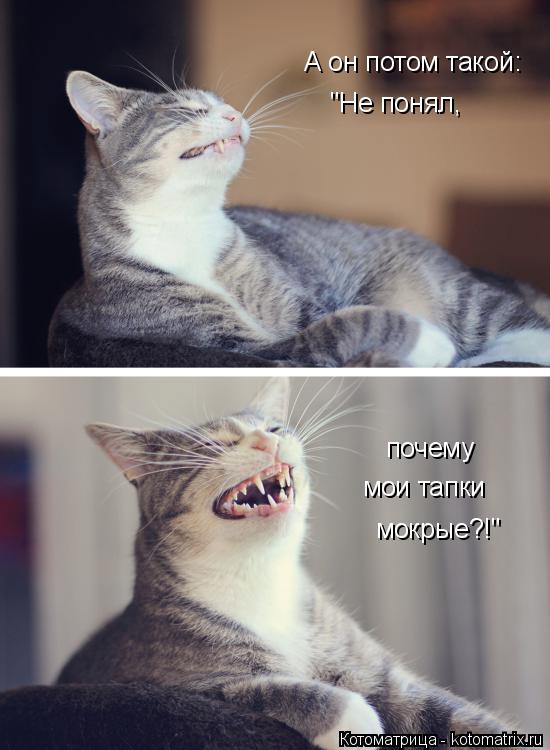 Котоматрица: А он потом такой:  "Не понял, почему мои тапки мокрые?!"