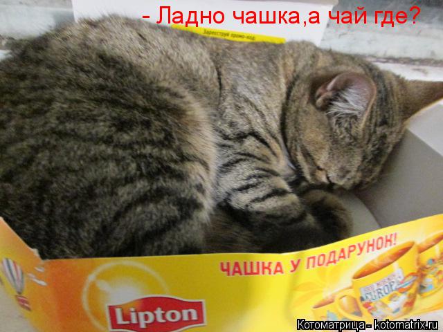 - Ладно чашка,а чай где?... Котоматрица: - Ладно чашка,а чай где?