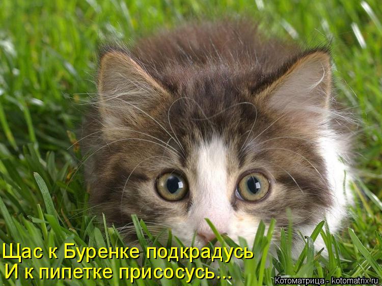 Котоматрица: Щас к Буренке подкрадусь И к пипетке присосусь...