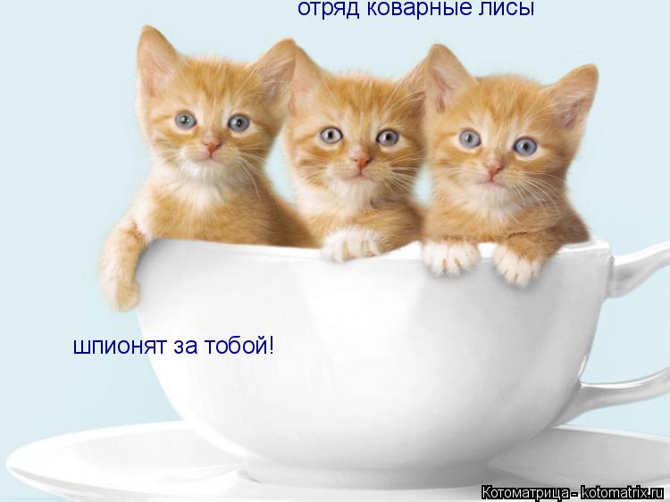 Котоматрица: отряд коварные лисы шпионят за тобой!