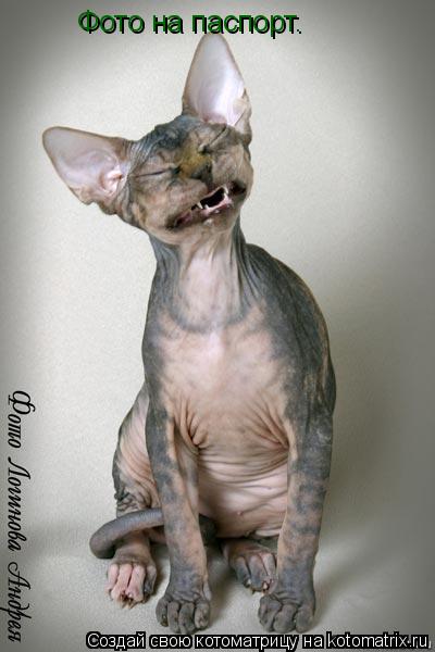 Котоматрица: Фото на паспорт.
