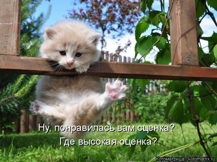 Ну, понравилась вам сценка? Где высокая оценка?... Котоматрица: Ну, понравилась вам сценка? Где высокая оценка?