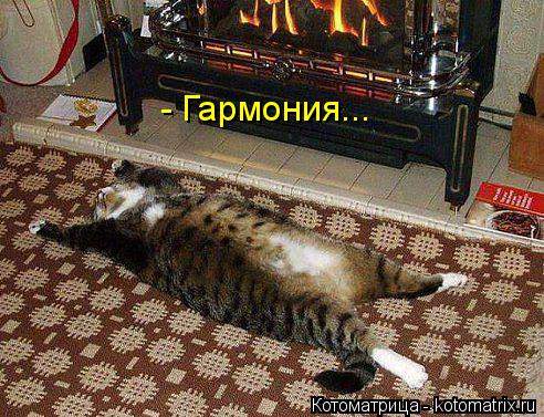 Котоматрица: - Гармония...