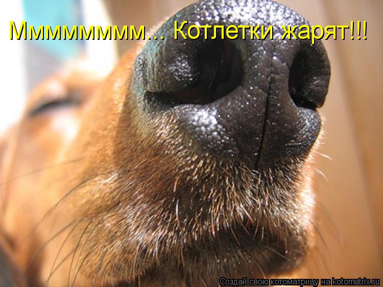 Котоматрица: Мммммммм... Котлетки жарят!!!
