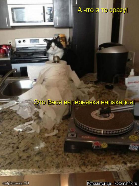 Котоматрица: А что я то сразу! Это Вася валерьянки налакался!