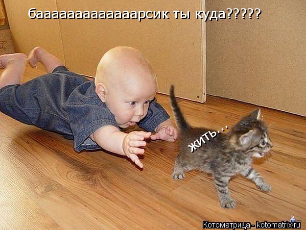 Котоматрица: бааааааааааааарсик ты куда????? жить...