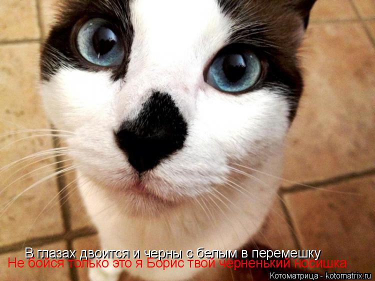 Котоматрица: В глазах двоится и черны с белым в перемешку Не бойся только это я Борис твой черненький носишка