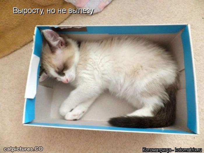 Котоматрица: Выросту, но не вылезу