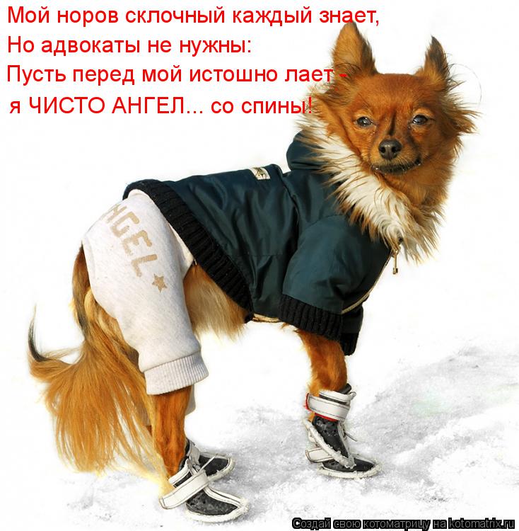 Котоматрица: Мой норов склочный каждый знает, Пусть перед мой истошно лает - я ЧИСТО АНГЕЛ... со спины! Но адвокаты не нужны: