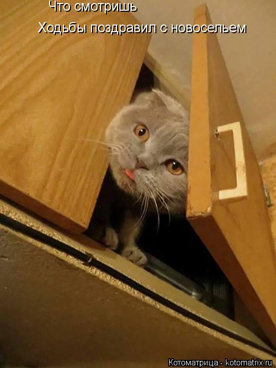 Котоматрица: Что смотришь   Ходьбы поздравил с новосельем