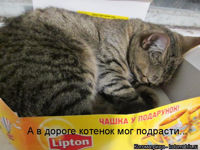 А в дороге котенок мог подрасти...... Котоматрица: А в дороге котенок мог подрасти...