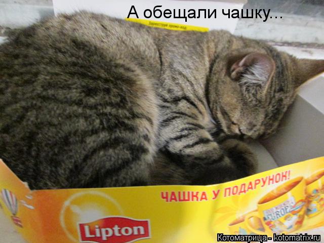 А обещали чашку...... Котоматрица: А обещали чашку...