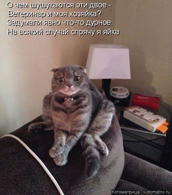 Котоматрица: О чем шушукаются эти двое - Ветеринар и моя хозяйка? Задумали явно что-то дурное. На всякий случай спрячу я яйка
