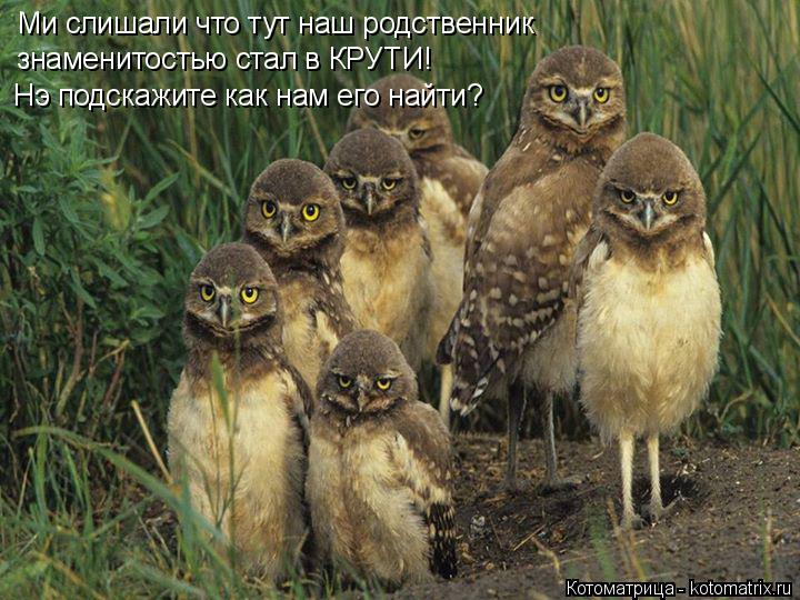 Котоматрица: Ми слишали что тут наш родственник  знаменитостью стал в КРУТИ! Нэ подскажите как нам его найти?
