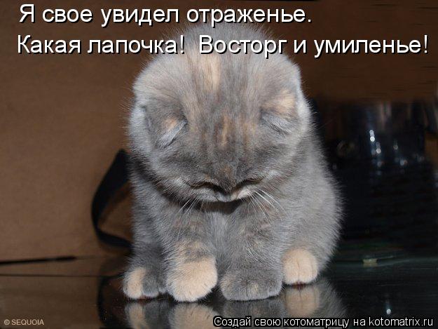 Котоматрица: Я свое увидел отраженье Я свое увидел отраженье. Какая лапочка!  Восторг и умиленье!