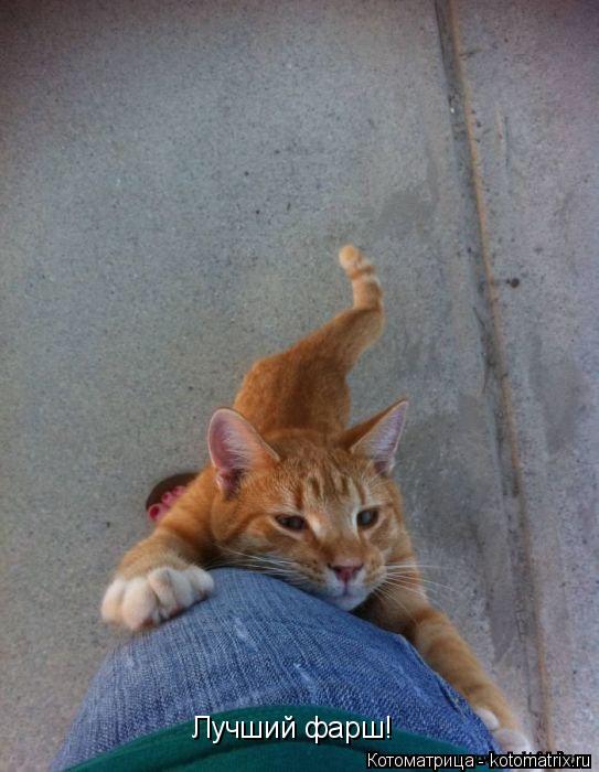 Котоматрица: Лучший фарш!