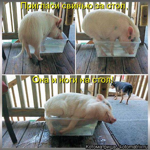 Котоматрица: Пригласи свинью за стол, Она и ноги на стол!