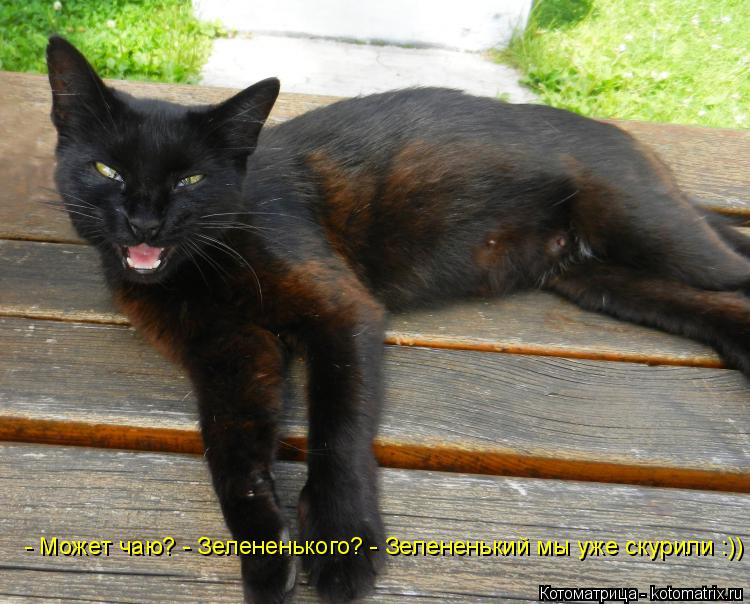 Котоматрица: - Может чаю? - Зелененького? - Зелененький мы уже скурили :))