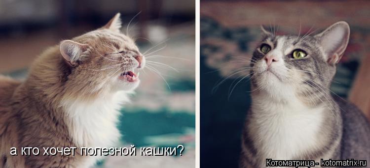 а кто хочет полезной кашки?... Котоматрица: а кто хочет полезной кашки?