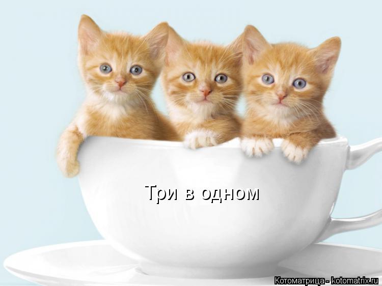 Котоматрица: Три в одном