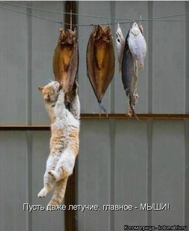 Котоматрица: Пусть даже летучие, главное - МЫШИ!