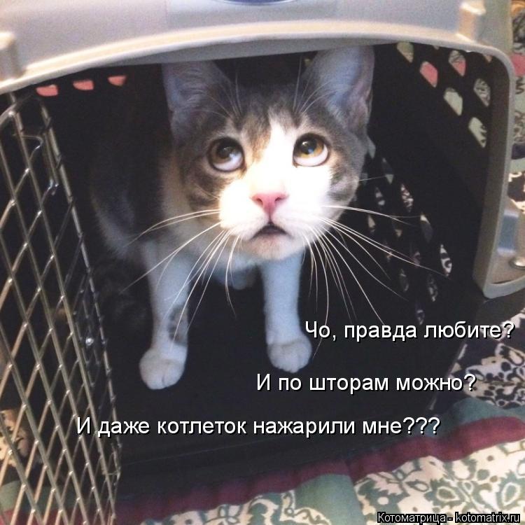 Котоматрица: Чо, правда любите?  И по шторам можно?  И даже котлеток нажарили мне???