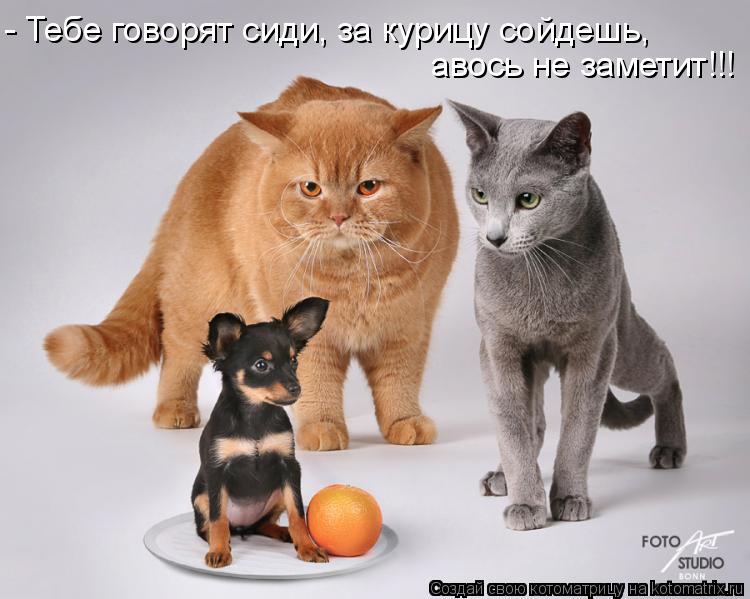 Котоматрица: - Тебе говорят сиди, за курицу сойдешь, авось не заметит!!!