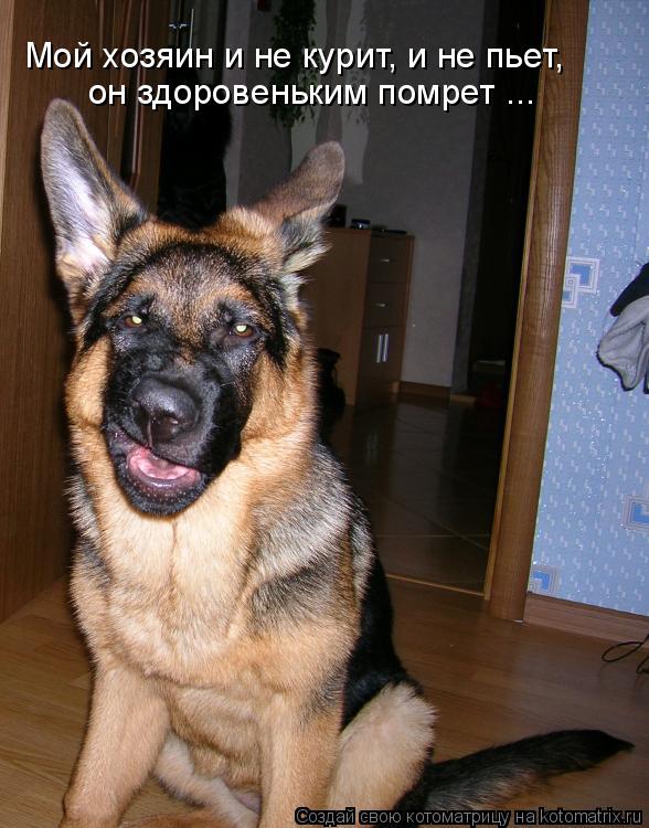 Котоматрица: он здоровеньким помрет ... Мой хозяин и не курит, и не пьет,