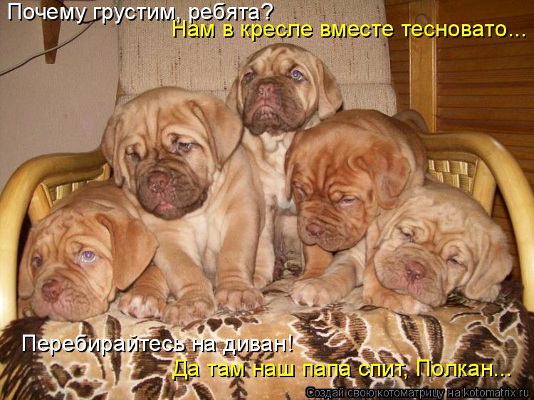 Котоматрица: Почему грустим, ребята? Нам в кресле вместе тесновато... Перебирайтесь на диван! Да там наш папа спит, Полкан...