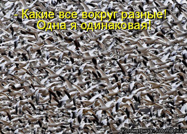 Котоматрица: - Какие все вокруг разные! Одна я одинаковая!
