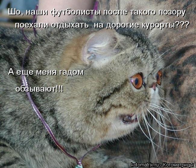 Котоматрица: Шо, наши футболисты после такого позору А еще меня гадом  обзывают!!! поехали отдыхать  на дорогие курорты???