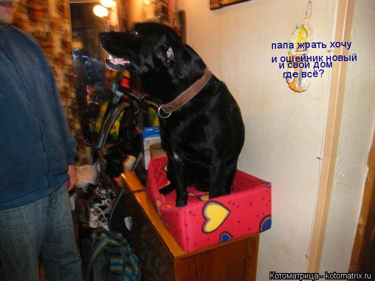 папа жрать хочу и ошейник новый и свой дом где всё?... Котоматрица: папа жрать хочу и ошейник новый и свой дом где всё?