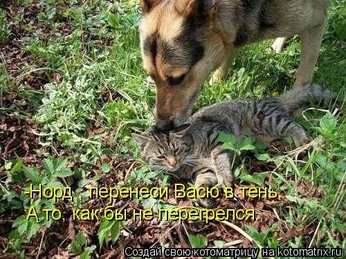 -Норд , перенеси Васю в тень, А то, как бы не перегрелся.... Котоматрица: -Норд , перенеси Васю в тень, А то, как бы не перегрелся.