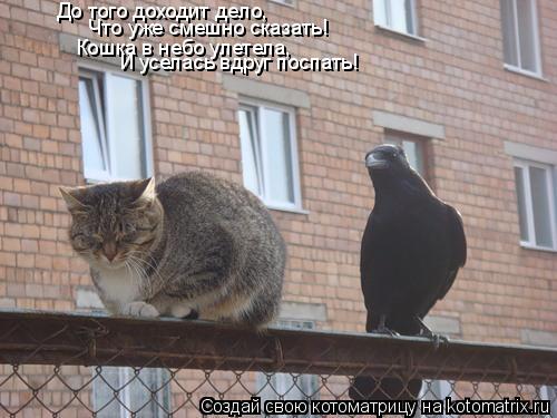 Котоматрица: До того доходит дело, Что уже смешно сказать! Кошка в небо улетела, И уселась вдруг поспать!